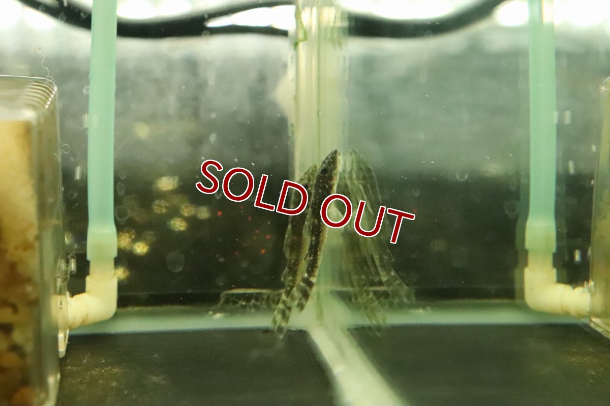 画像2: 【淡水魚】レア種 パラオトシン CF スピルルス ピアウイ産 ワイルド【１匹 サンプル画像】(オトシン)（生体）（熱帯魚）NK (2)