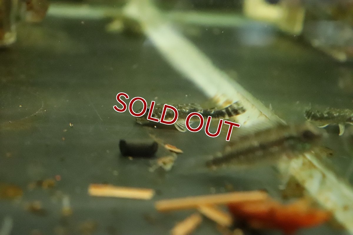 画像3: 【淡水魚】レア種 パラオトシン CF スピルルス ピアウイ産 ワイルド【１匹 サンプル画像】(オトシン)（生体）（熱帯魚）NK (3)