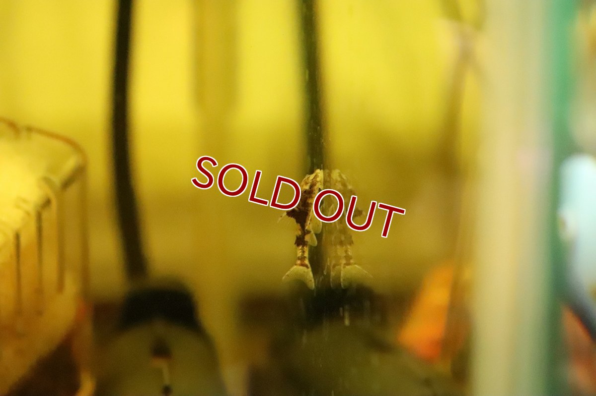 画像2: 【淡水魚】レア種 ピグミータイガーオトシン ワイルド【１匹 サンプル画像】(オトシン)(生体)(熱帯魚)NK (2)