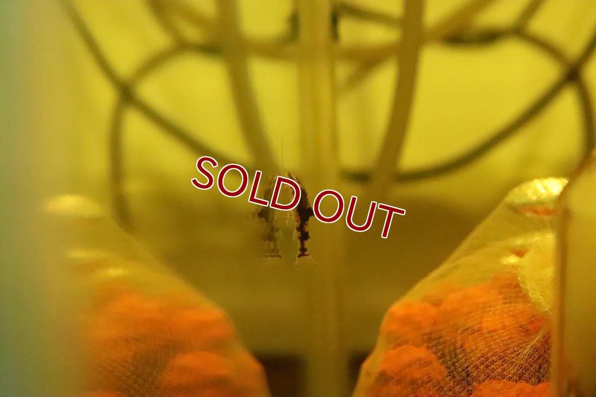 画像3: 【淡水魚】レア種 ピグミータイガーオトシン ワイルド【１匹 サンプル画像】(オトシン)(生体)(熱帯魚)NK (3)