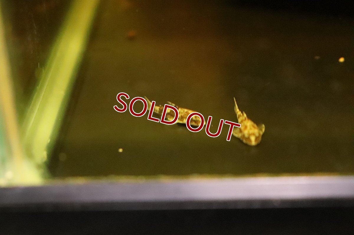 画像4: 【淡水魚】レア種 ピグミータイガーオトシン ワイルド【１匹 サンプル画像】(オトシン)(生体)(熱帯魚)NK (4)