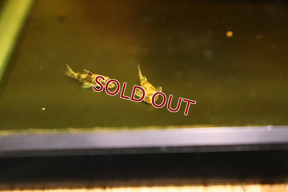 画像5: 【淡水魚】レア種 ピグミータイガーオトシン ワイルド【１匹 サンプル画像】(オトシン)(生体)(熱帯魚)NK (5)