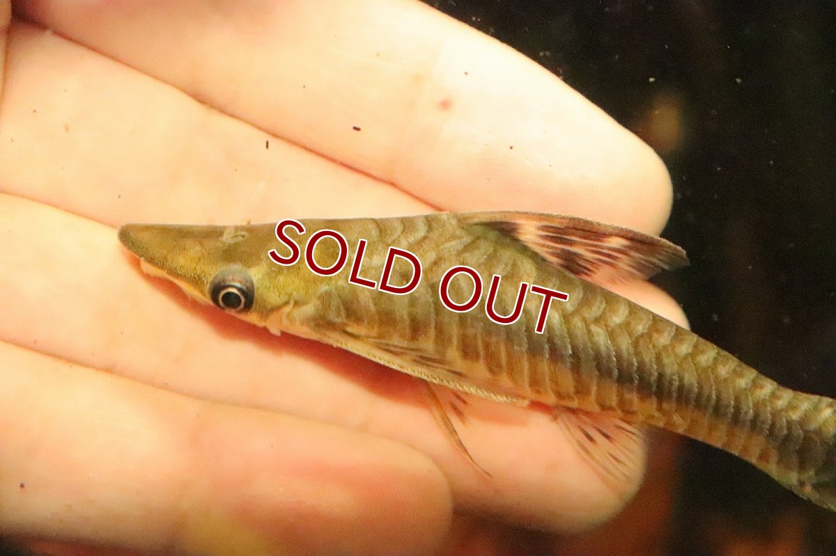 画像2: レア種 ニュージャイアントオトシン ワイルド【１匹 サンプル画像】(±9cm)(オトシン)(生体)(熱帯魚)NK (2)