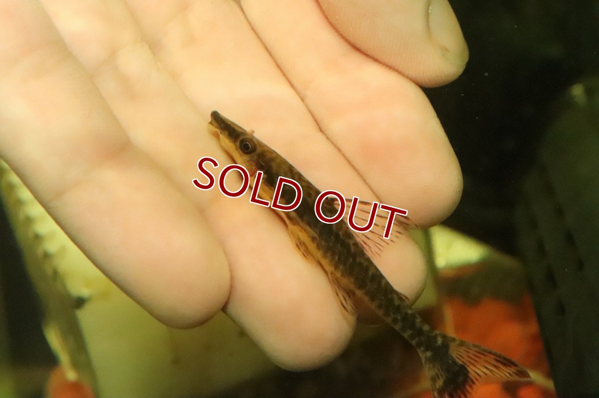 画像2: 【淡水魚】レア種 ジャイアントオトシン トラカタム ペルー産 ワイルド【1匹 サンプル画像】(±6-7cm)(オトシン)(生体)(熱帯魚)NK (2)