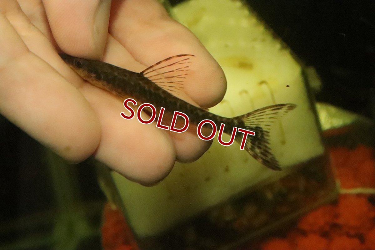 画像3: 【淡水魚】レア種 ジャイアントオトシン トラカタム ペルー産 ワイルド【1匹 サンプル画像】(±6-7cm)(オトシン)(生体)(熱帯魚)NK (3)