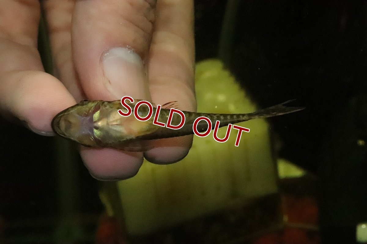 画像4: 【淡水魚】レア種 ジャイアントオトシン トラカタム ペルー産 ワイルド【1匹 サンプル画像】(±6-7cm)(オトシン)(生体)(熱帯魚)NK (4)