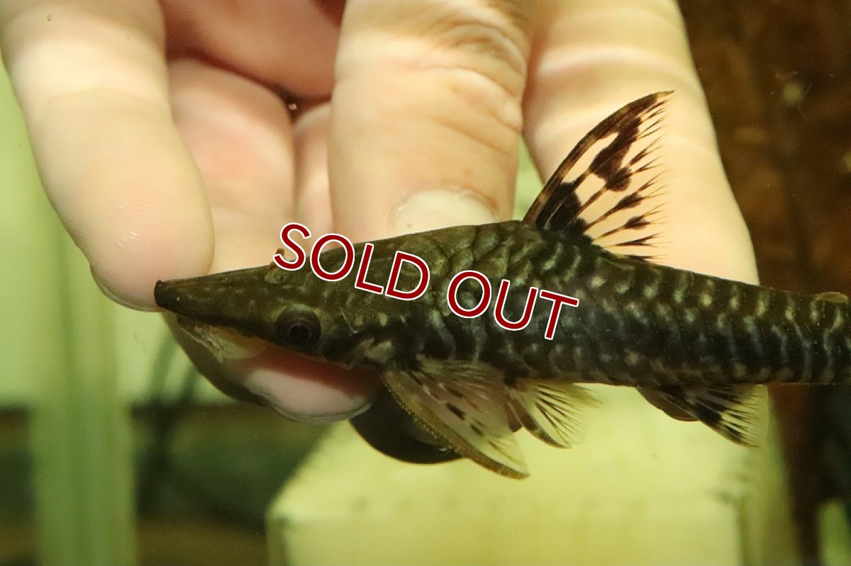 画像2: 【淡水魚】【通販】レア種 ジャイアントオトシン グラレ ペルー産 ワイルド【1匹 サンプル画像】(±4-5cm)(オトシン)(生体)(熱帯魚)NK (2)