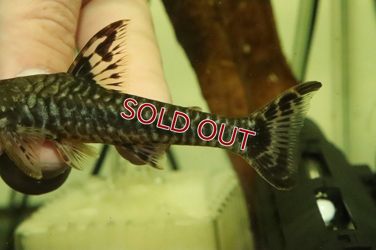 画像3: 【淡水魚】【通販】レア種 ジャイアントオトシン グラレ ペルー産 ワイルド【1匹 サンプル画像】(±4-5cm)(オトシン)(生体)(熱帯魚)NK (3)