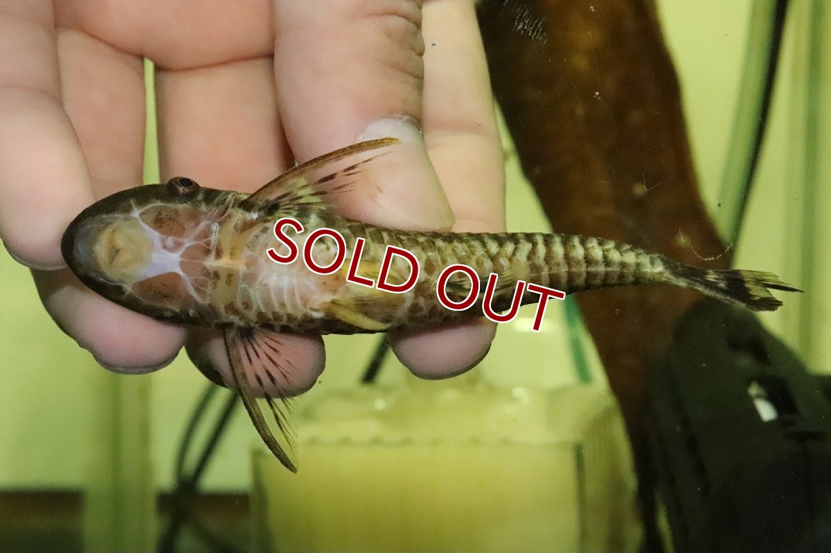 画像4: 【淡水魚】【通販】レア種 ジャイアントオトシン グラレ ペルー産 ワイルド【1匹 サンプル画像】(±4-5cm)(オトシン)(生体)(熱帯魚)NK (4)