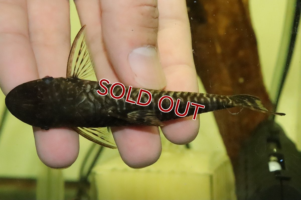 画像5: 【淡水魚】【通販】レア種 ジャイアントオトシン グラレ ペルー産 ワイルド【1匹 サンプル画像】(±4-5cm)(オトシン)(生体)(熱帯魚)NK (5)