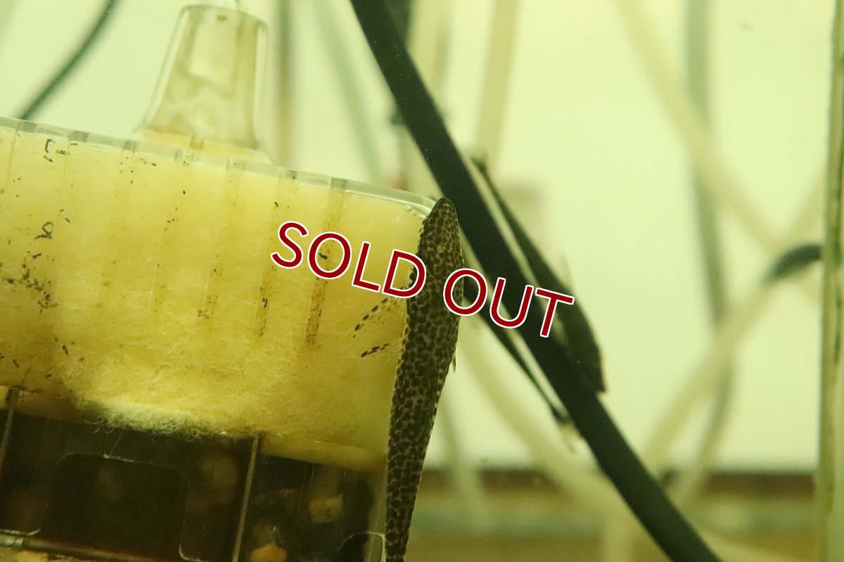 画像2: 【淡水魚】マラリアオトシン サンタイザベル産 ワイルド(オトシン)(生体)(熱帯魚)NK (2)