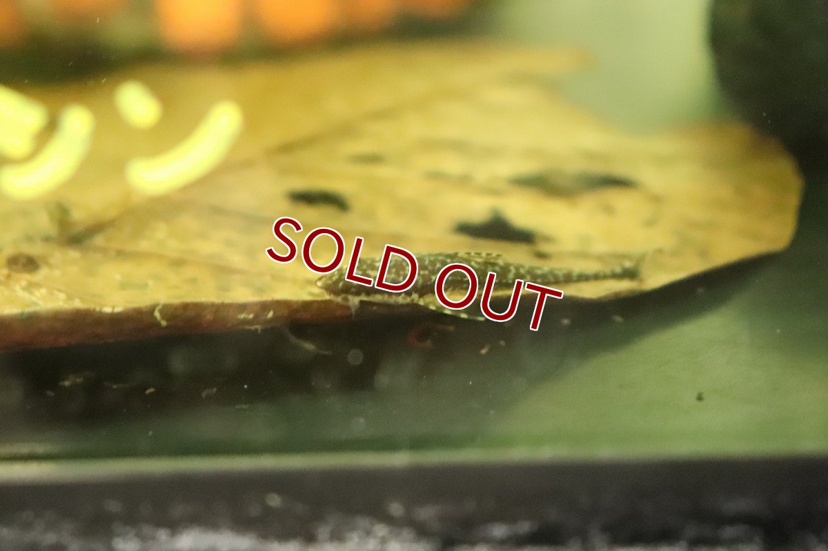 画像3: 【淡水魚】マラリアオトシン サンタイザベル産 ワイルド(オトシン)(生体)(熱帯魚)NK (3)