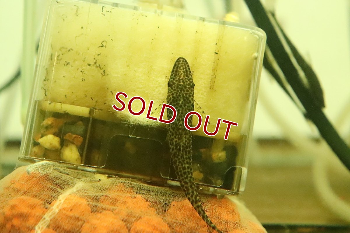 画像4: 【淡水魚】マラリアオトシン サンタイザベル産 ワイルド(オトシン)(生体)(熱帯魚)NK (4)