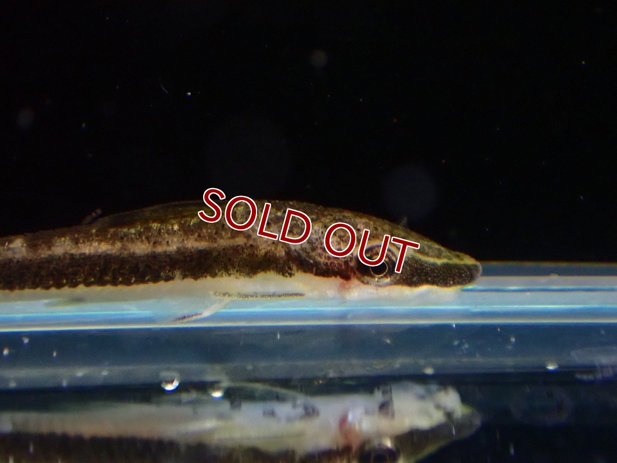 画像2: 【淡水魚】レア種 ロングノーズオトシン ワイルド【1匹 サンプル画像】(オトシン)(生体)(熱帯魚)NK (2)