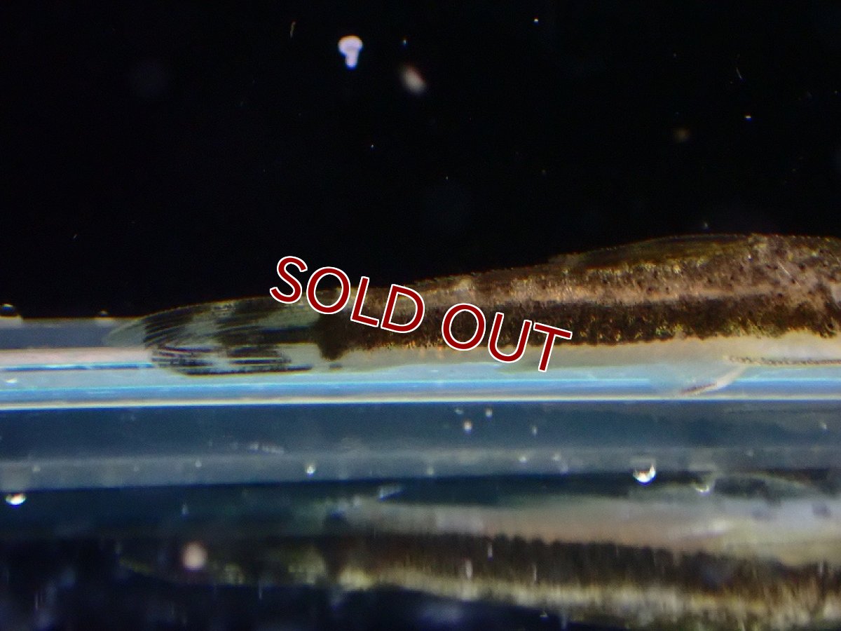 画像3: 【淡水魚】レア種 ロングノーズオトシン ワイルド【1匹 サンプル画像】(オトシン)(生体)(熱帯魚)NK (3)