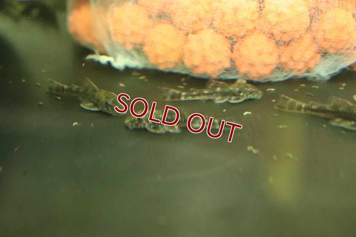 画像3: 【淡水魚】レア種 パラオトシン cf スピロソーマ セアラ産 ワイルド【1匹 サンプル画像】(オトシン)(生体)(熱帯魚)NK (3)