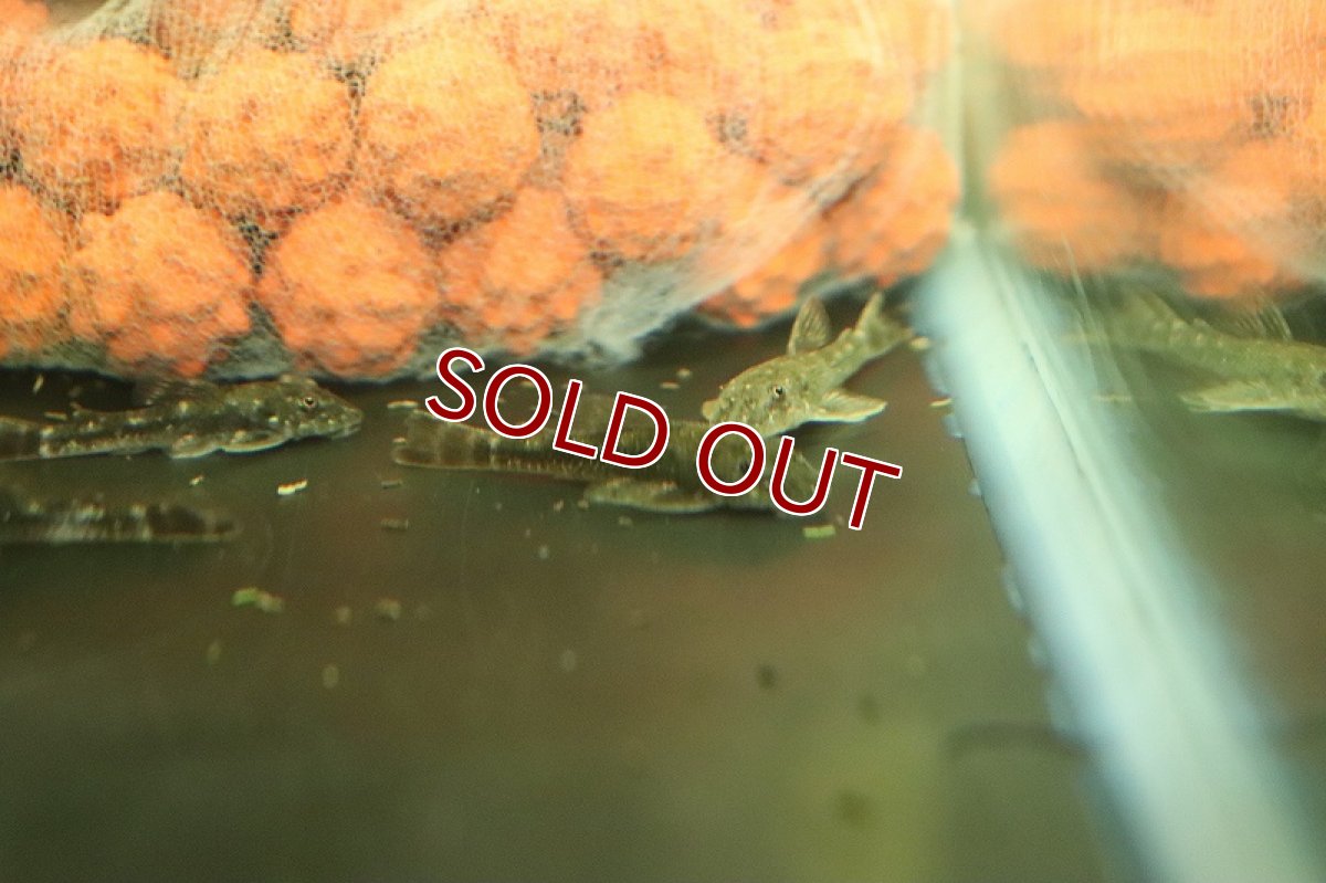 画像4: 【淡水魚】レア種 パラオトシン cf スピロソーマ セアラ産 ワイルド【1匹 サンプル画像】(オトシン)(生体)(熱帯魚)NK (4)