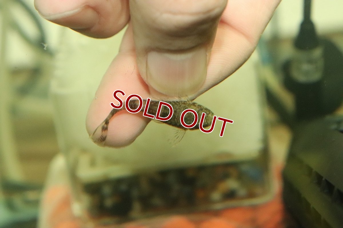 画像2: 【淡水魚】レア種 パラオトシン バヒエンシス バイヤ産 ワイルド【1匹 サンプル画像】(オトシン)(生体)(熱帯魚)NK (2)