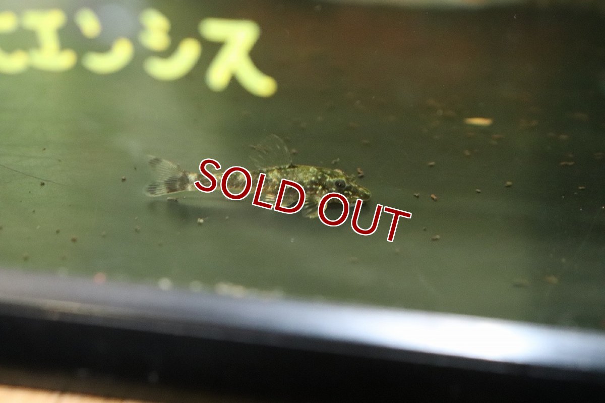 画像3: 【淡水魚】レア種 パラオトシン バヒエンシス バイヤ産 ワイルド【1匹 サンプル画像】(オトシン)(生体)(熱帯魚)NK (3)