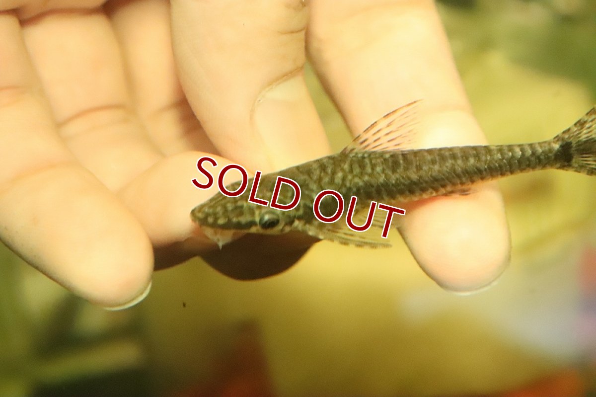 画像2: 【淡水魚】レア種 ブラジリアンスレンダージャイアントオトシン リオ ベルメーリョ産 ワイルド【1匹 サンプル画像】(生体)(熱帯魚)NK (2)