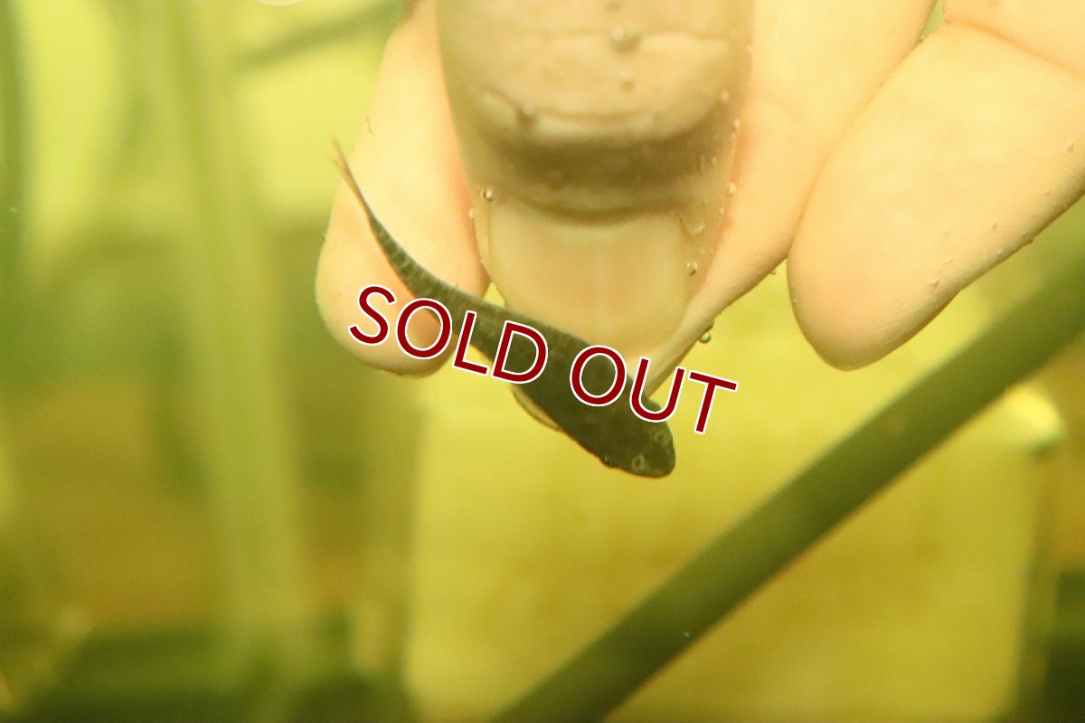 画像2: 【淡水魚】レア種 オゼロットオトシン イガラッペ アベーリャ産 ワイルド【1匹 サンプル画像】(オトシン)(生体)(熱帯魚)NK (2)