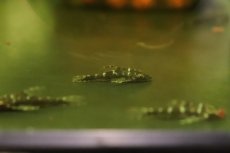 画像1: 【淡水魚】【通販】ロボコップオトシン ワイルド【1匹 サンプル画像】(オトシン)(生体)(熱帯魚)NK (1)
