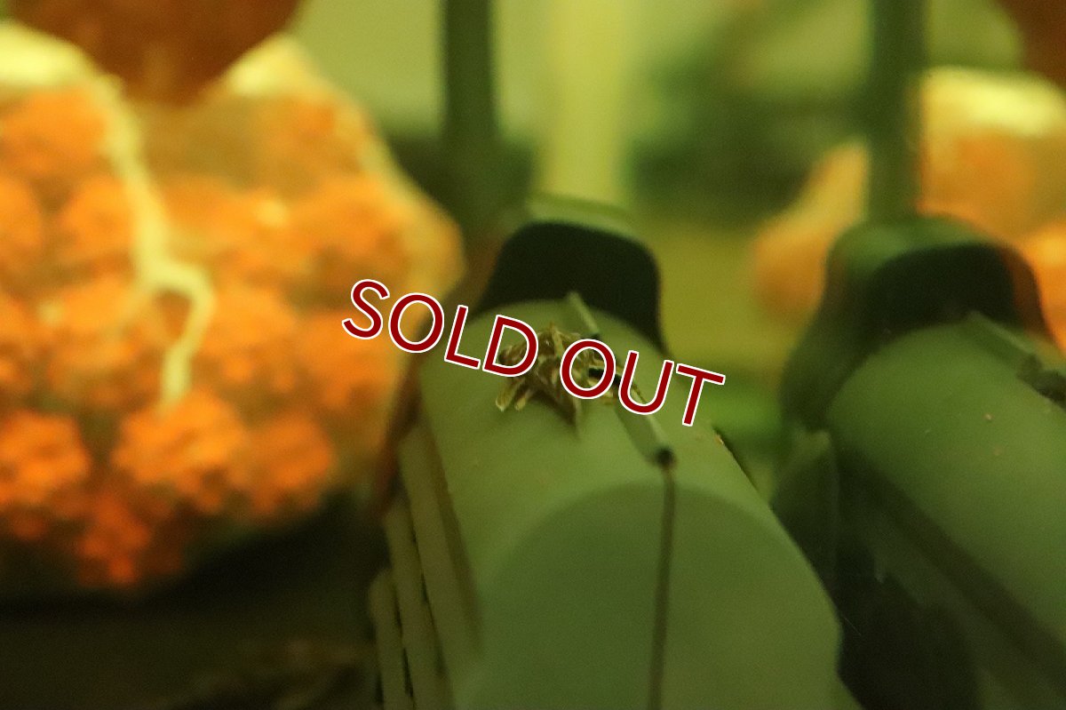 画像2: 【淡水魚】ロボコップオトシン ワイルド【1匹 サンプル画像】(オトシン)(生体)(熱帯魚)NK (2)