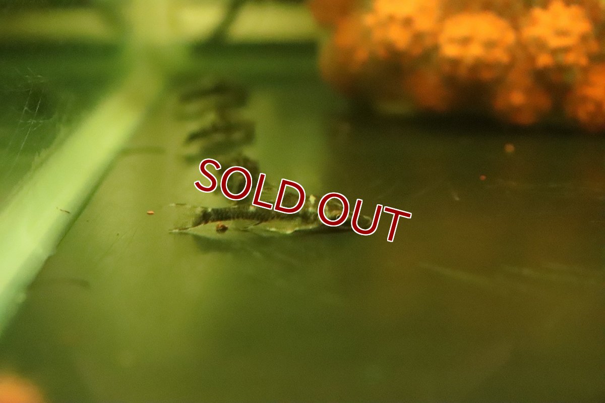 画像3: 【淡水魚】ロボコップオトシン ワイルド【1匹 サンプル画像】(オトシン)(生体)(熱帯魚)NK (3)