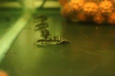 画像3: 【淡水魚】【通販】ロボコップオトシン ワイルド【1匹 サンプル画像】(オトシン)(生体)(熱帯魚)NK (3)