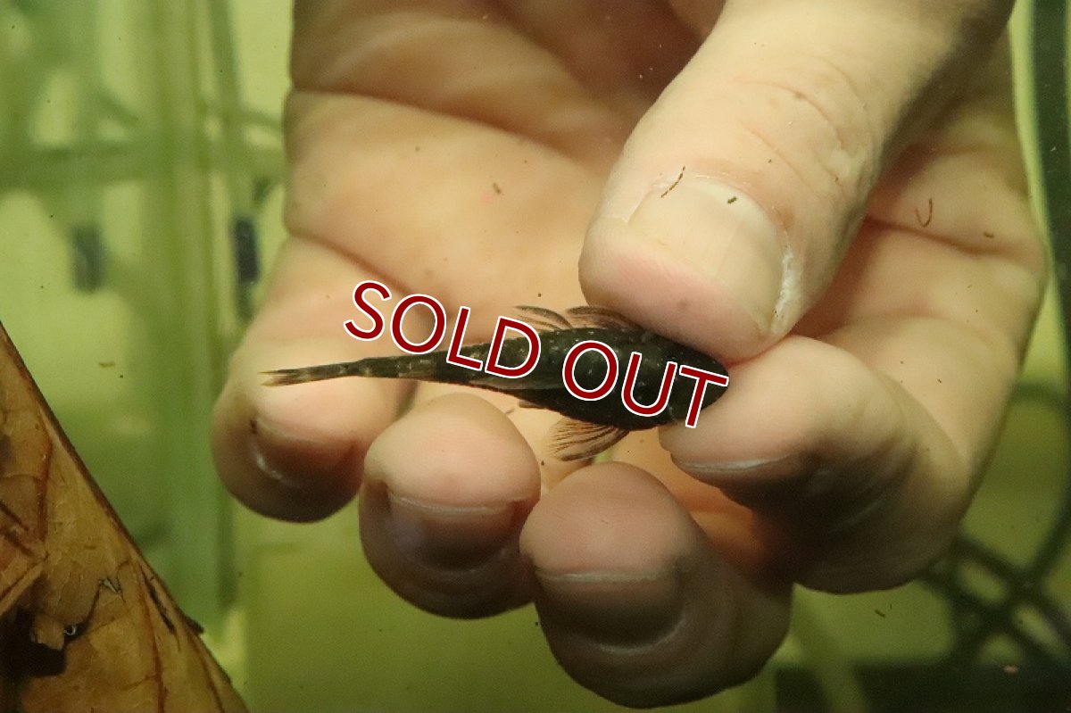 画像2: 【淡水魚】パラオトシン セアレンシス セアラ産 ワイルド【1匹 サンプル画像】(オトシン)(生体)(熱帯魚)NK (2)