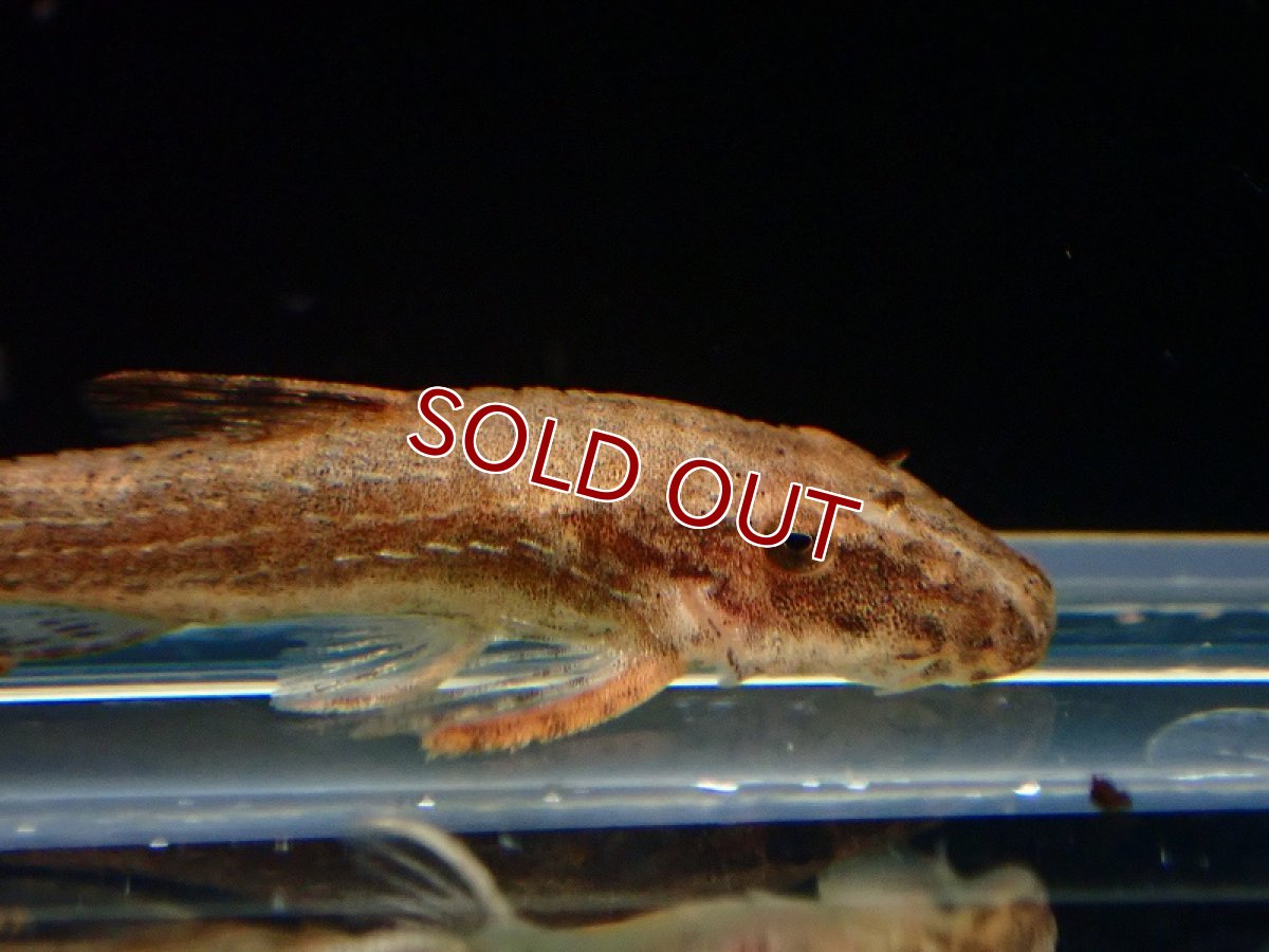 画像2: 【淡水魚】スギゾレキス ギュンテリー リオデジャネイロ産 ワイルド【1匹 サンプル画像】(オトシン)(生体)(熱帯魚)NK (2)