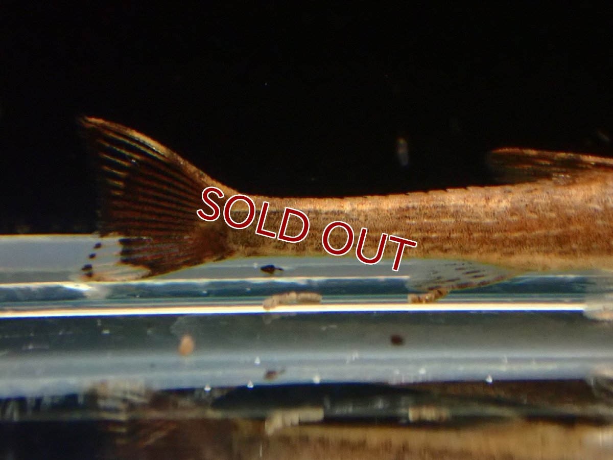 画像3: 【淡水魚】スギゾレキス ギュンテリー リオデジャネイロ産 ワイルド【1匹 サンプル画像】(オトシン)(生体)(熱帯魚)NK (3)