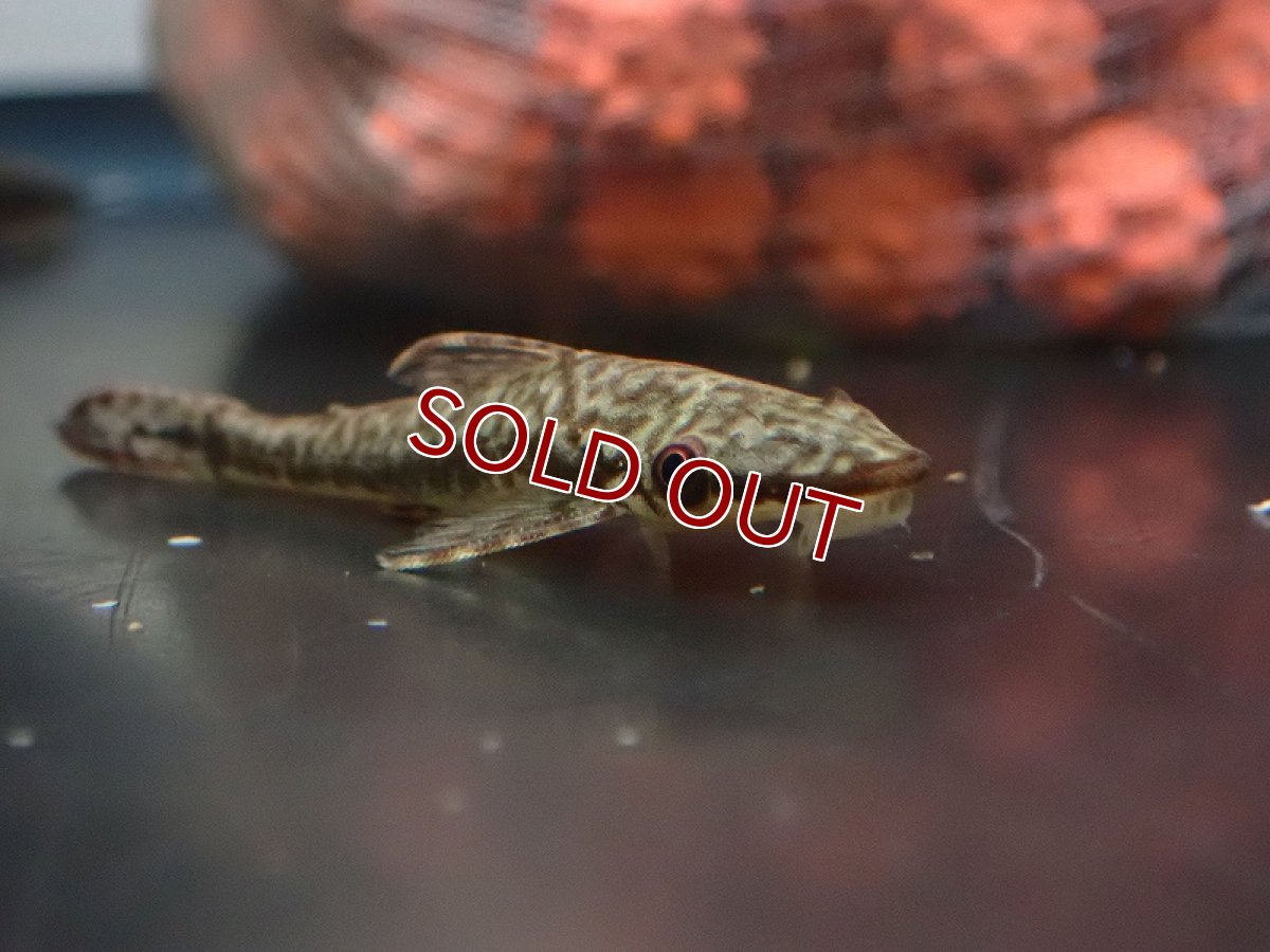 画像2: 【淡水魚】ブラジリアンスレンダージャイアントオトシン ベルメーリョ産 ワイルド【1匹 サンプル画像】（オトシン）（生体）（熱帯魚）NK (2)