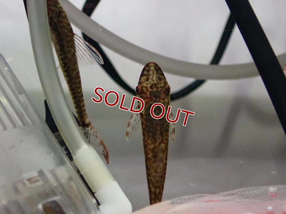 画像3: 【淡水魚】ブラジリアンスレンダージャイアントオトシン ベルメーリョ産 ワイルド【1匹 サンプル画像】（オトシン）（生体）（熱帯魚）NK (3)