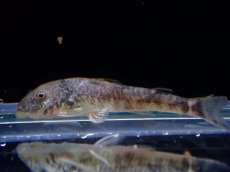 画像1: 【淡水魚】売り切りセール ピットブルプレコ【1匹 サンプル画像】（生体）（熱帯魚）NK (1)