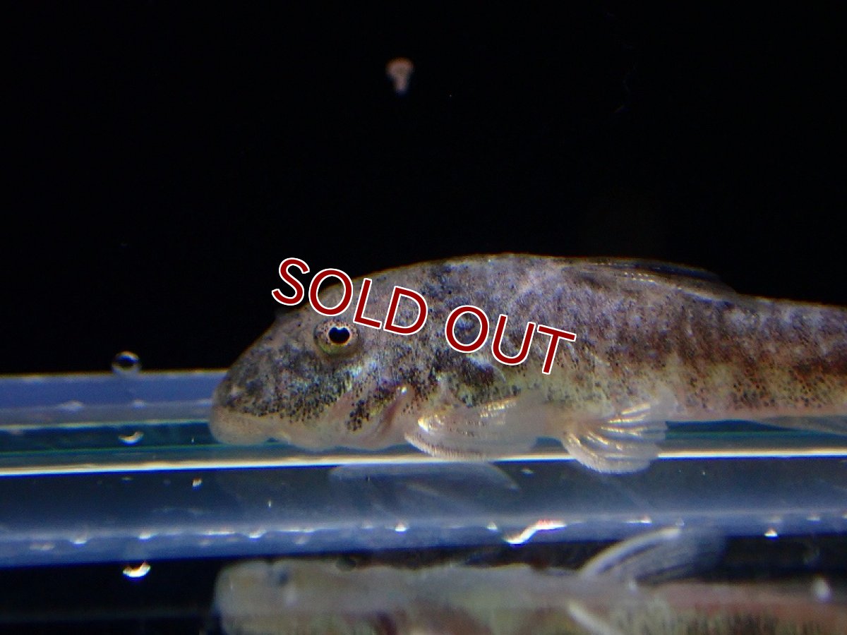 画像2: 【淡水魚】売り切りセール ピットブルプレコ【1匹 サンプル画像】（生体）（熱帯魚）NK (2)