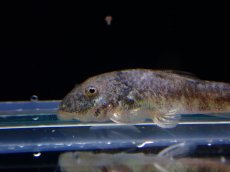 画像2: 【淡水魚】売り切りセール ピットブルプレコ【1匹 サンプル画像】（生体）（熱帯魚）NK (2)