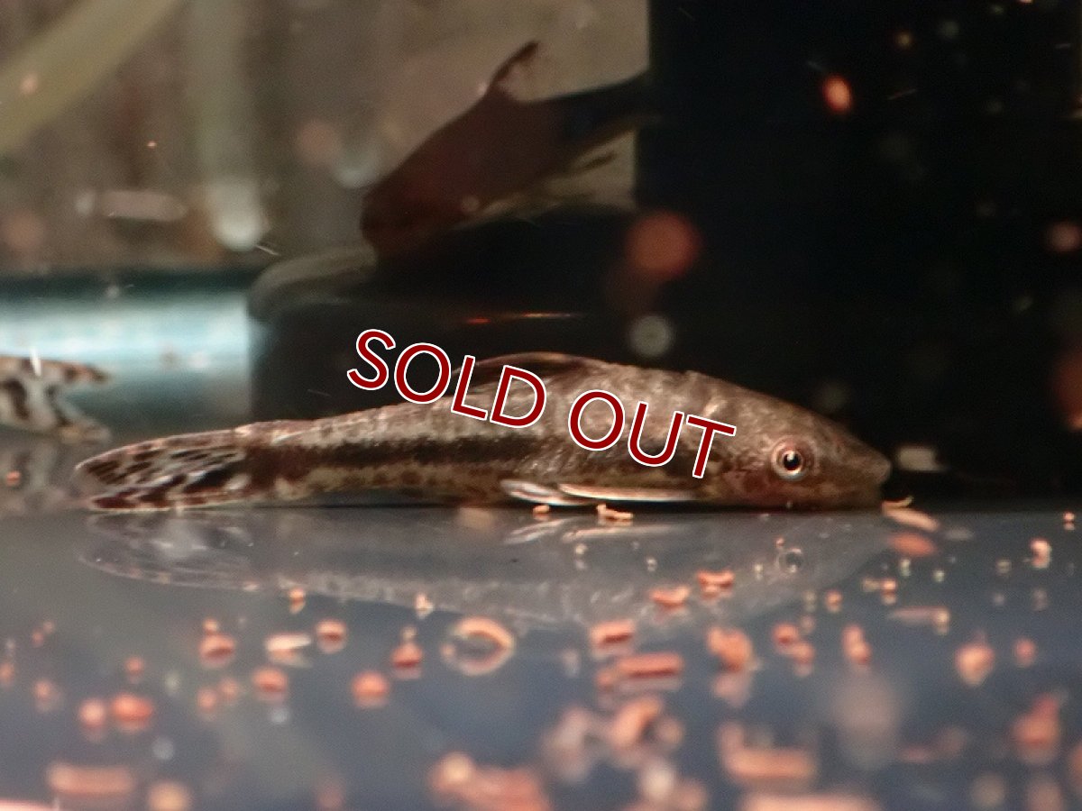 画像2: 【淡水魚】【通販】レア種 オトシン ミムルス ワイルド【1匹 サンプル画像】（オトシン）（生体）（熱帯魚）NK (2)