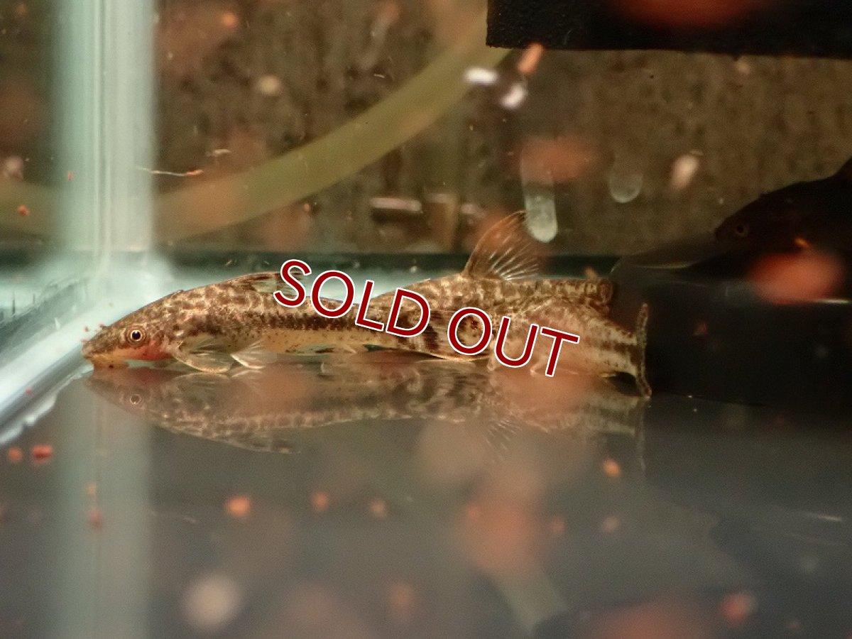 画像3: 【淡水魚】【通販】レア種 オトシン ミムルス ワイルド【1匹 サンプル画像】（オトシン）（生体）（熱帯魚）NK (3)