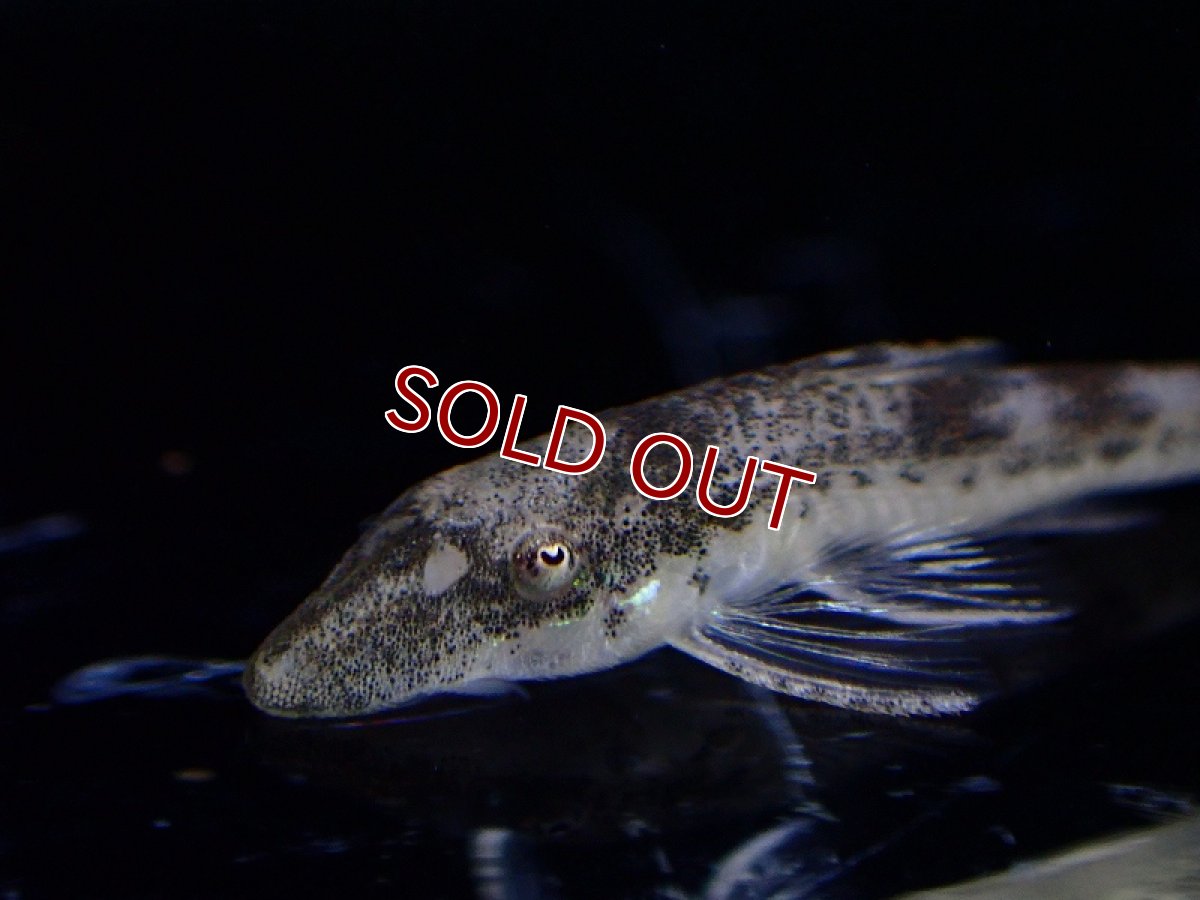 画像2: 【淡水魚】【通販】新種 パラオトシンクルス sp タパジョス ジャカレアカンガ ワイルド【1匹 サンプル画像】（オトシン（生体）（熱帯魚）NK (2)