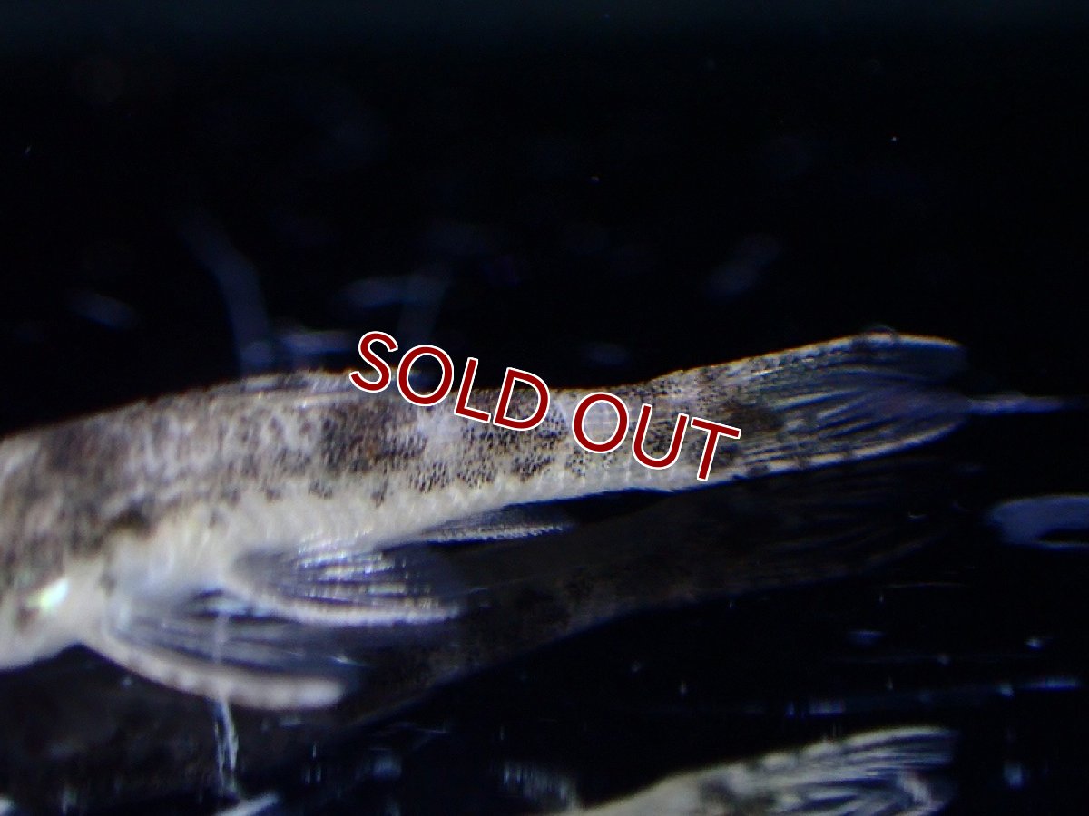 画像3: 【淡水魚】【通販】新種 パラオトシンクルス sp タパジョス ジャカレアカンガ ワイルド【1匹 サンプル画像】（オトシン（生体）（熱帯魚）NK (3)