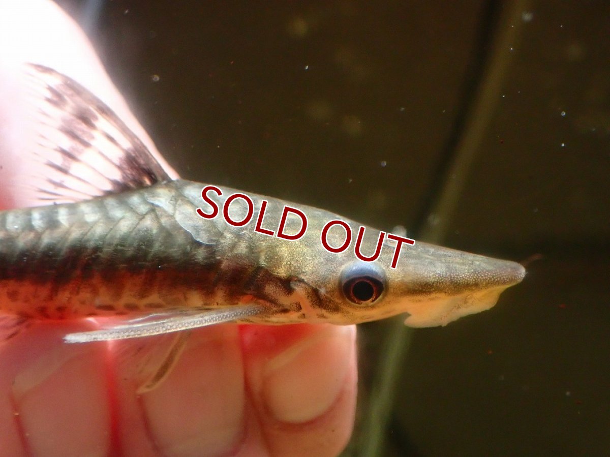 画像2: 【淡水魚】【通販】大きい ジャイアントオトシン ペルー産 ワイルド【１匹 サンプル画像】(±8-9cm)(生体)(熱帯魚)NK (2)