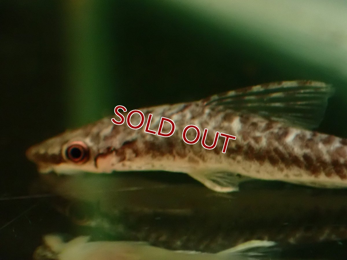 画像2: 【淡水魚】【通販】スレンダージャイアントオトシン ペルー産 ワイルド【１匹 サンプル画像】(オトシン)(生体)(熱帯魚)NK (2)