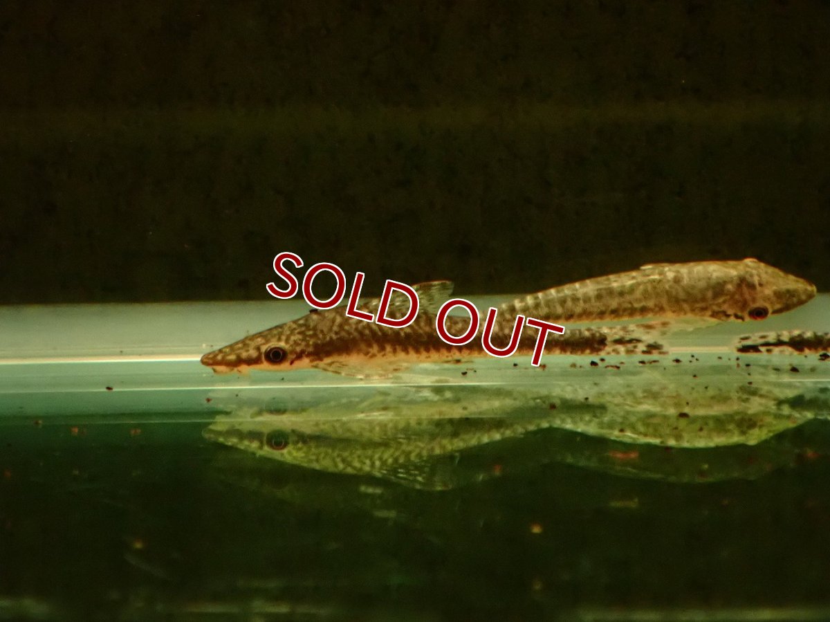 画像3: 【淡水魚】【通販】スレンダージャイアントオトシン ペルー産 ワイルド【１匹 サンプル画像】(オトシン)(生体)(熱帯魚)NK (3)