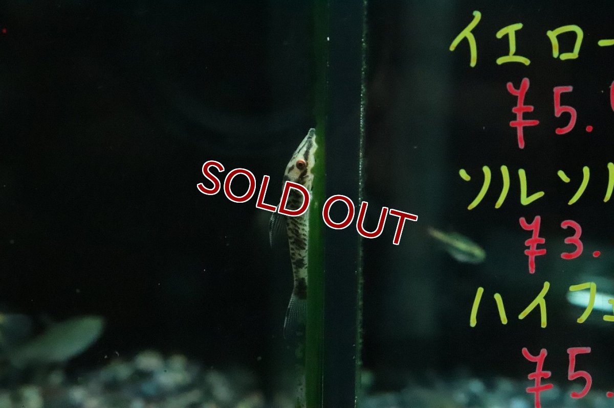 画像1: 【淡水魚】【通販】ブラックバンパイアオトシン ワイルド【１匹 サンプル画像】(オトシン)(生体)(熱帯魚)NK (1)