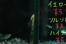 画像1: 【淡水魚】【通販】ブラックバンパイアオトシン ワイルド【１匹 サンプル画像】(オトシン)(生体)(熱帯魚)NK (1)