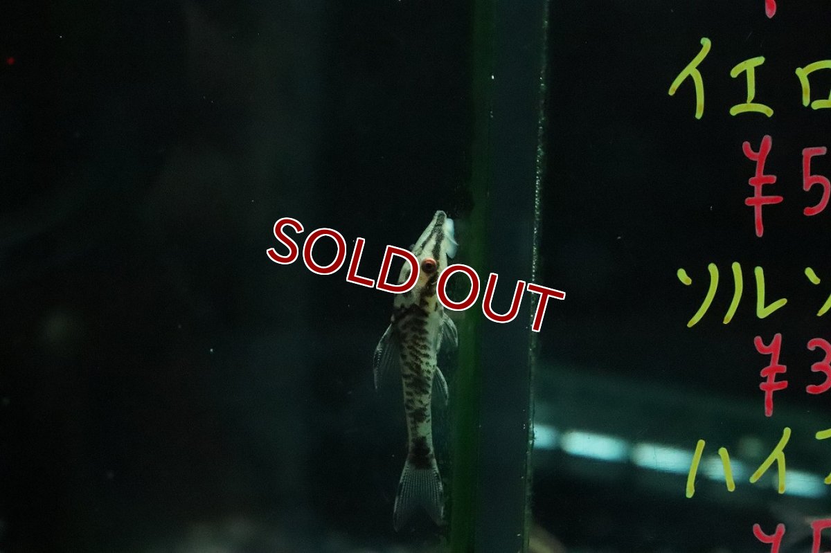 画像2: 【淡水魚】【通販】ブラックバンパイアオトシン ワイルド【１匹 サンプル画像】(オトシン)(生体)(熱帯魚)NK (2)