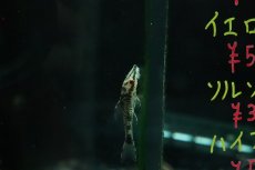 画像2: 【淡水魚】【通販】ブラックバンパイアオトシン ワイルド【１匹 サンプル画像】(オトシン)(生体)(熱帯魚)NK (2)