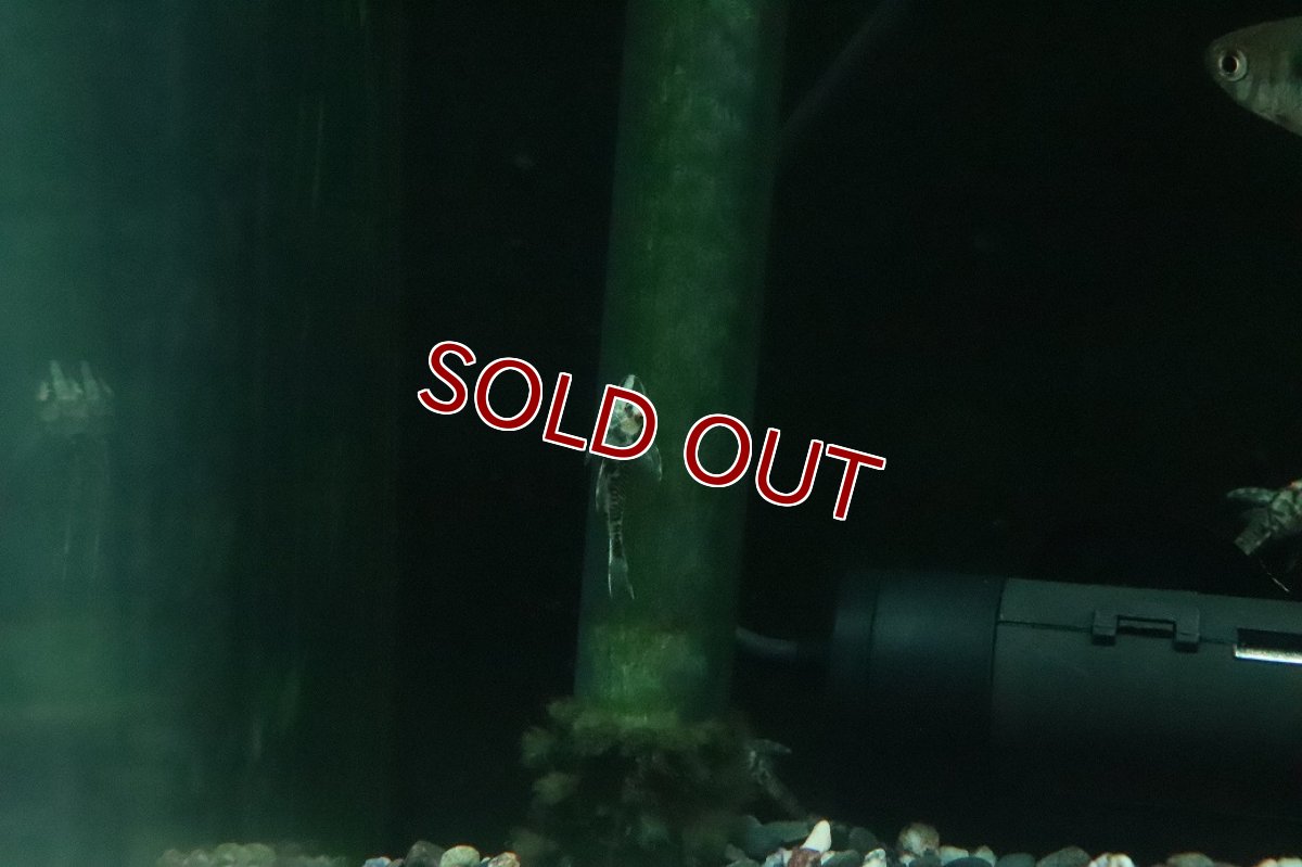 画像3: 【淡水魚】【通販】ブラックバンパイアオトシン ワイルド【１匹 サンプル画像】(オトシン)(生体)(熱帯魚)NK (3)