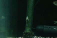 画像3: 【淡水魚】【通販】ブラックバンパイアオトシン ワイルド【１匹 サンプル画像】(オトシン)(生体)(熱帯魚)NK (3)